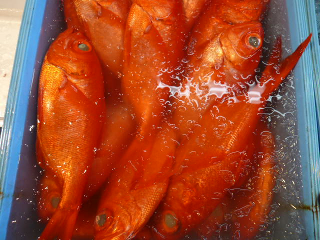 P1000074.JPG