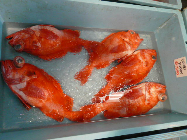 P1010537.JPG