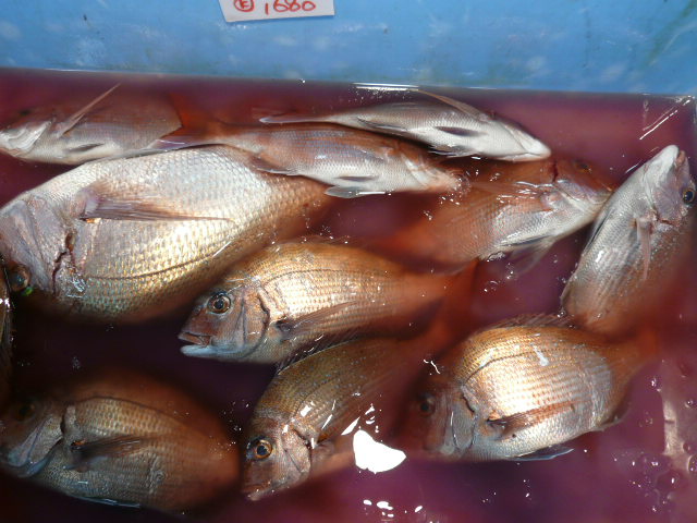 P1010539.JPG