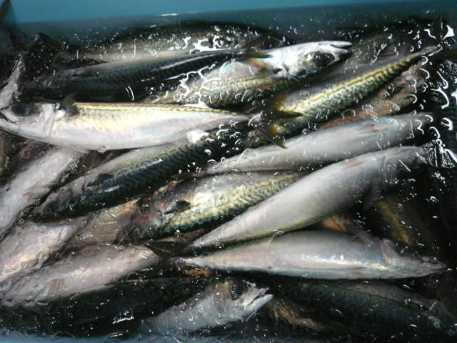 P1050007.JPG
