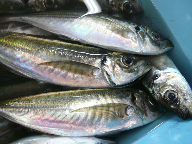 P1050015.JPG