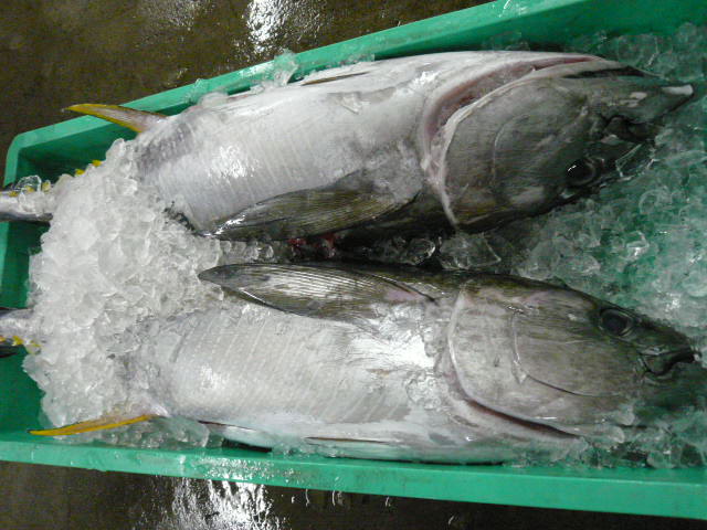 P1050100.JPG