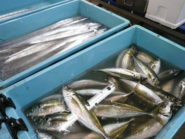 P1050275.JPG