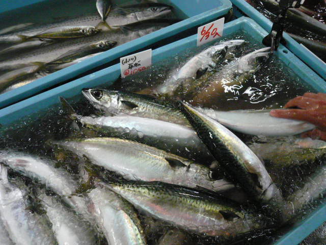 P1050330.JPG