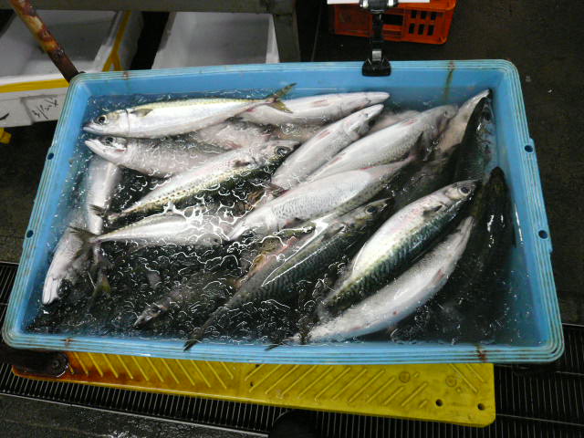 P1050376.JPG