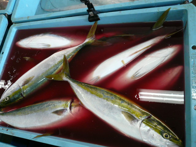 P1050377.JPG
