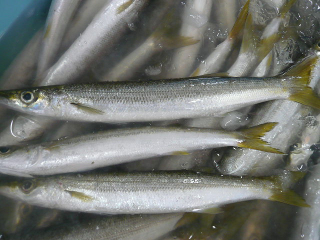 P1050432.JPG
