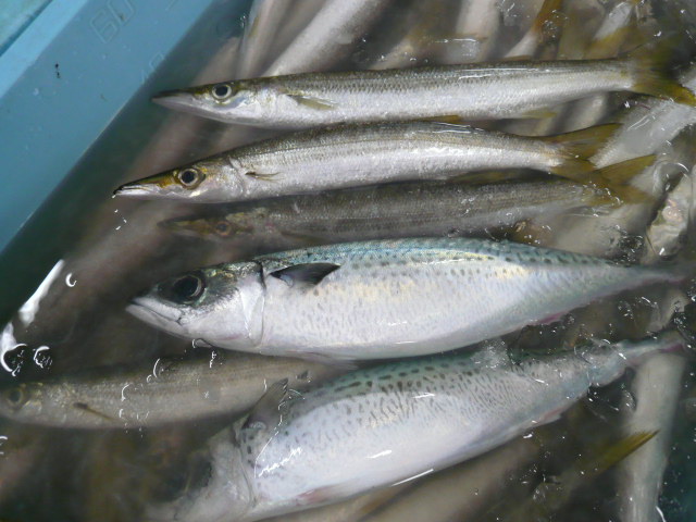P1050433.JPG