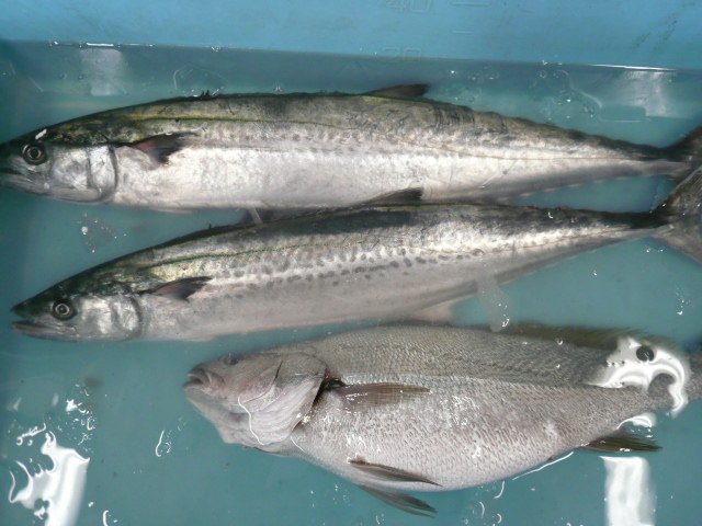 P1050434.JPG