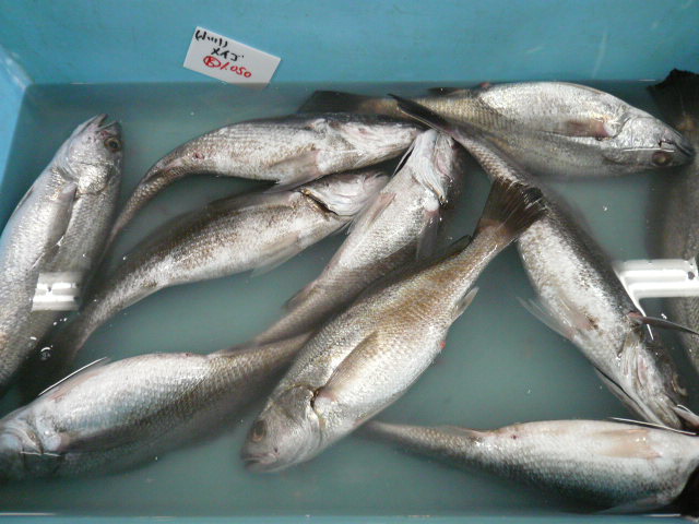 P1050482.JPG