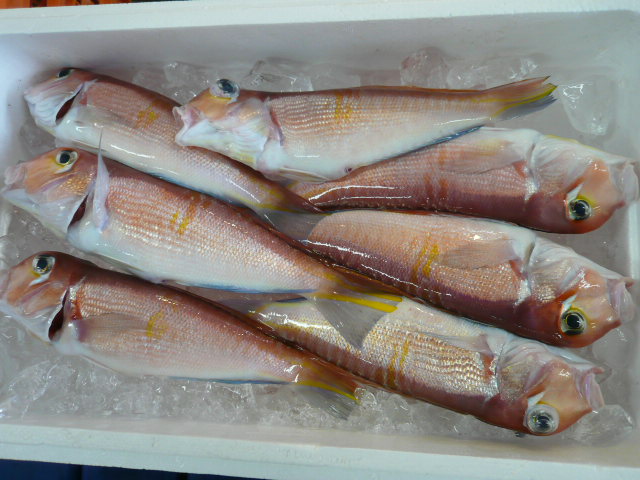 P1050766.JPG