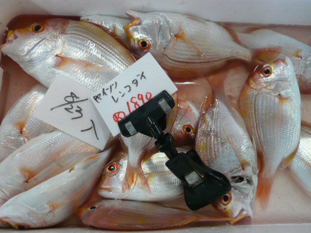 P1050797.JPG