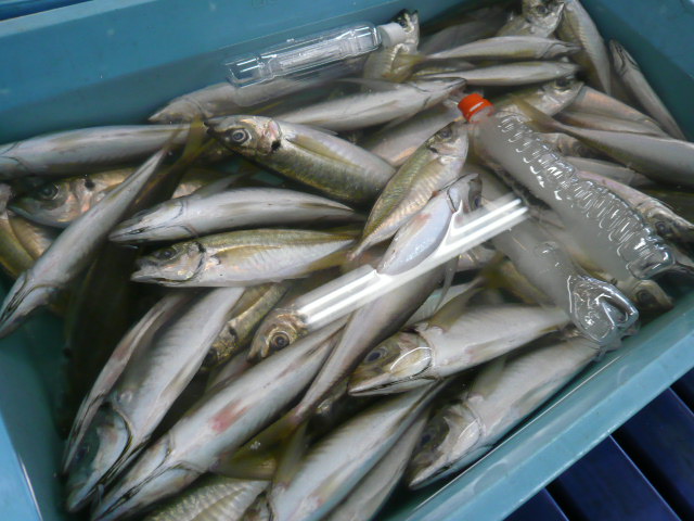 P1050800.JPG