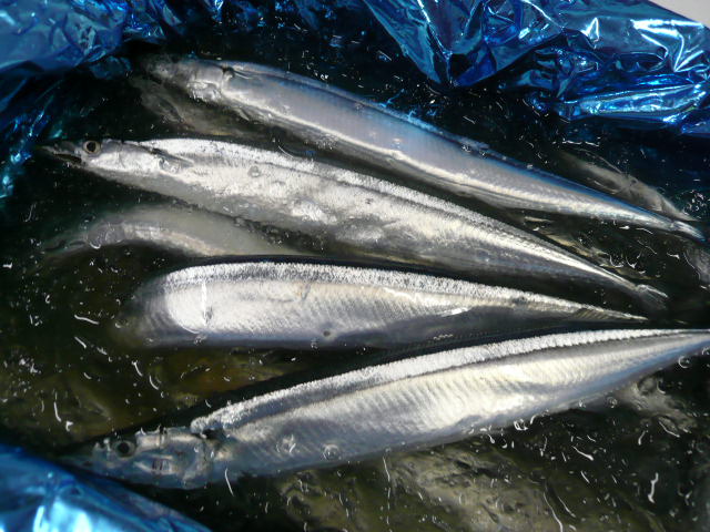 P1050801.JPG