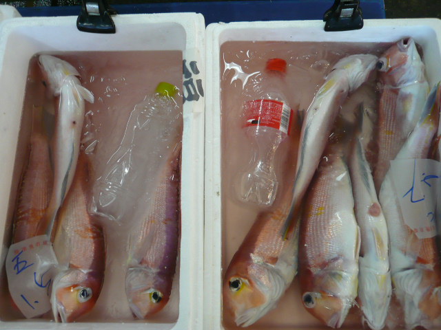 P1050854.JPG