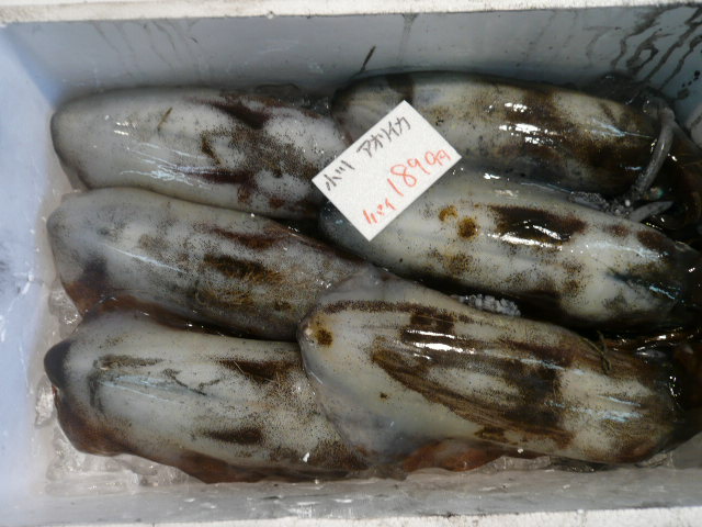 P1060644.JPG