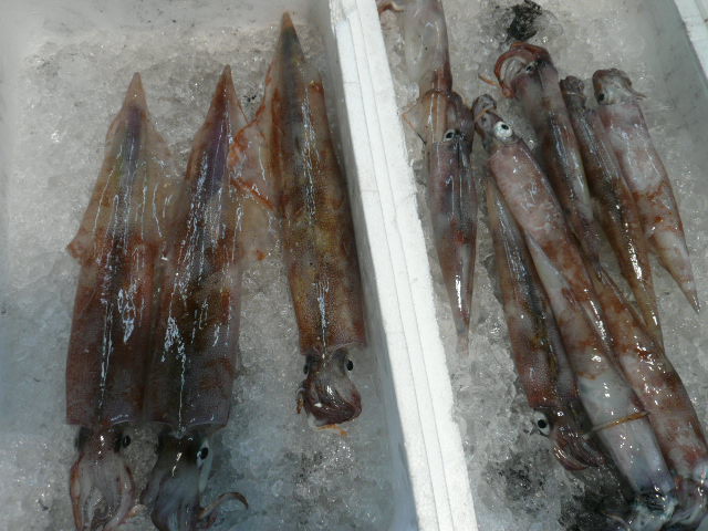 P1060754.JPG