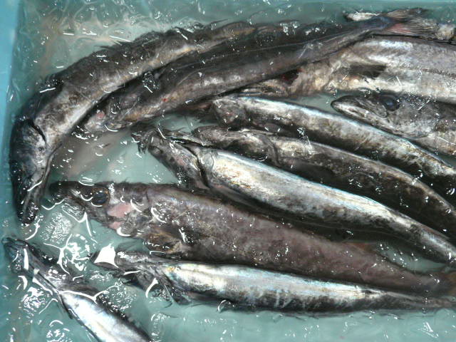 P1080033.JPG
