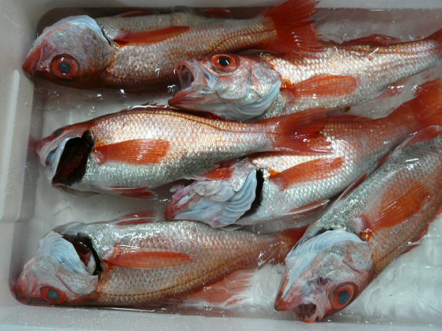 P1080036.JPG