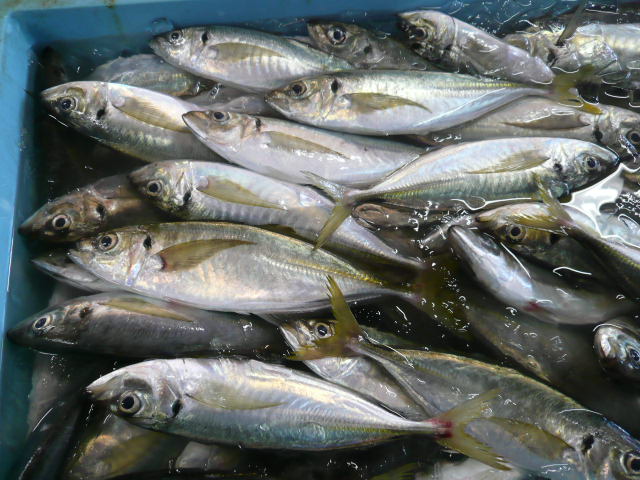 P1080244.JPG