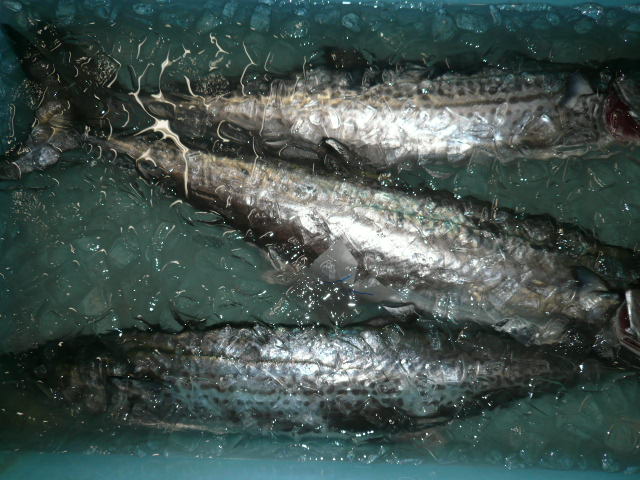 P1080419.JPG