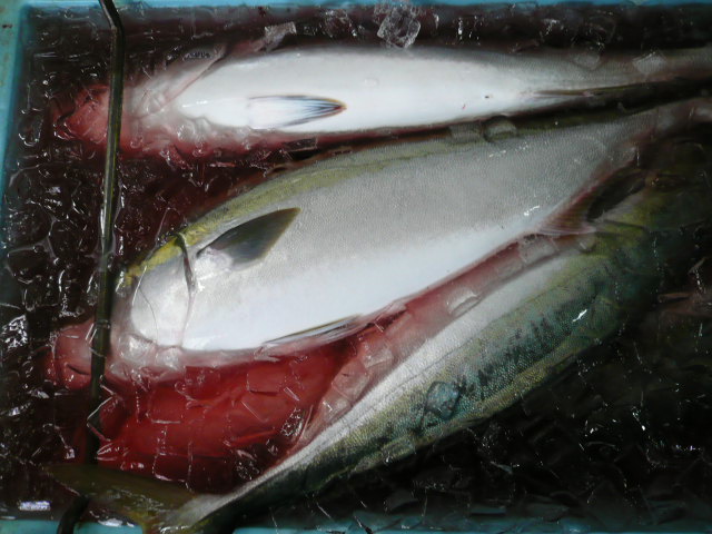 P1080445.JPG