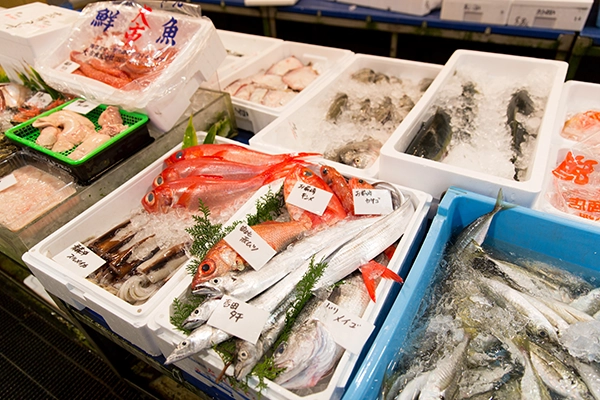 新鮮な魚の提供
